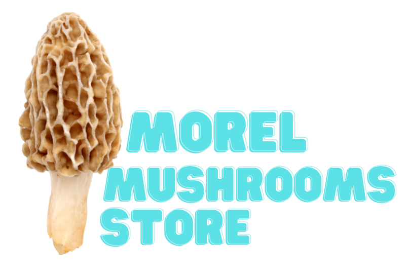 Morel Mushrooms for Sale