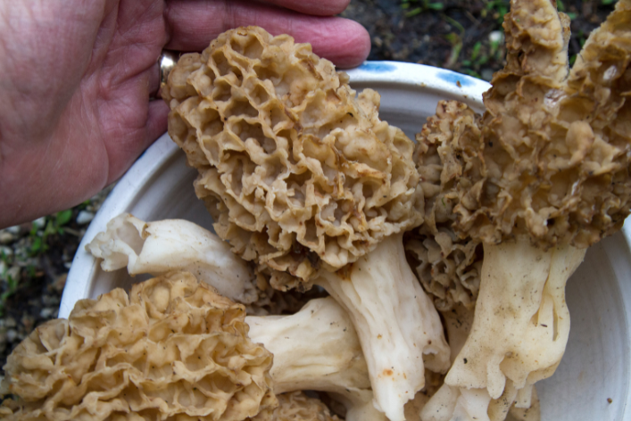 Shop Morel Mushrooms For Sale   Morel E1658219661202 